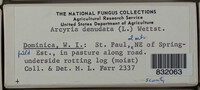 Arcyria denudata image